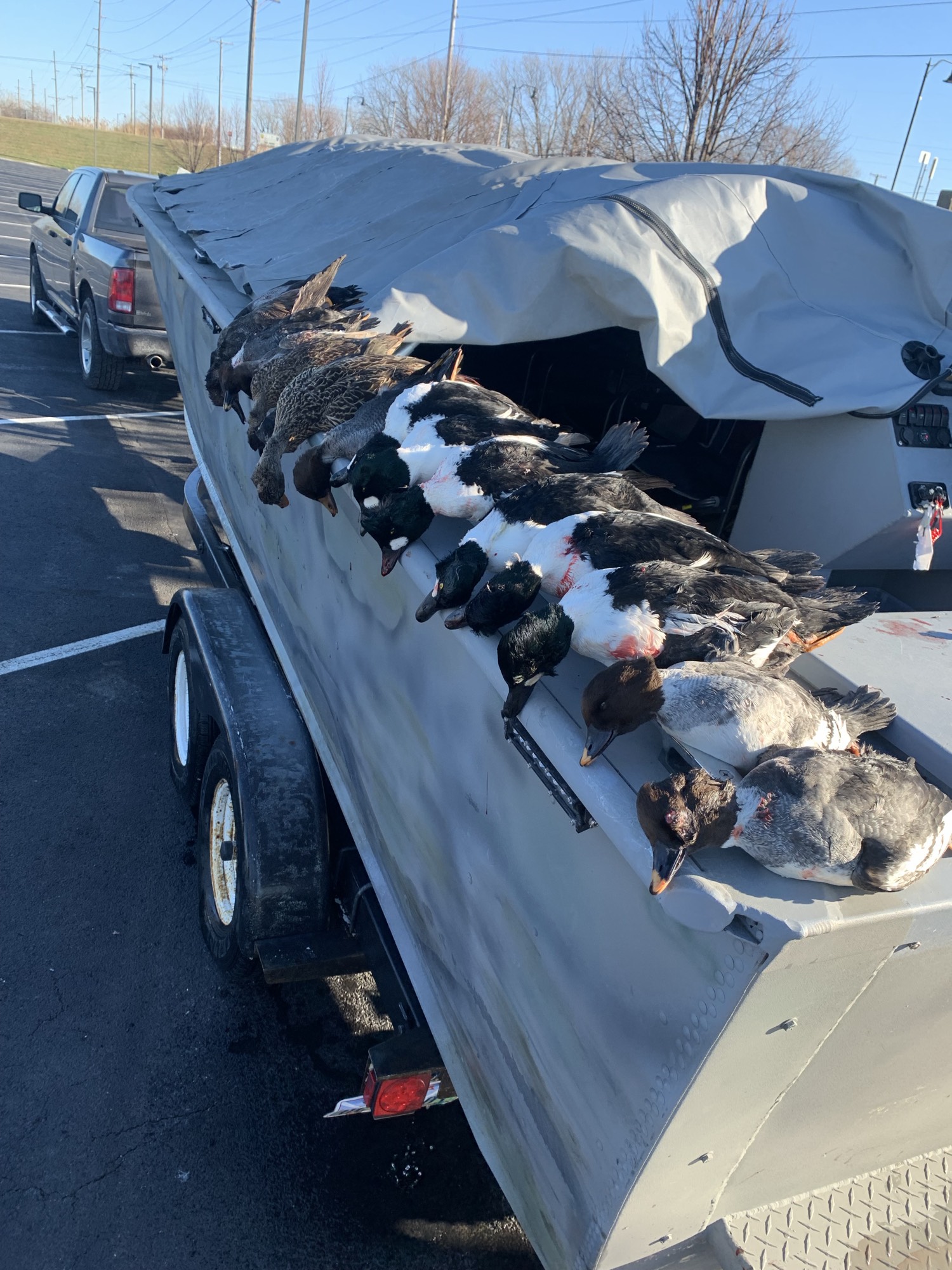 Ducks on the gunwale